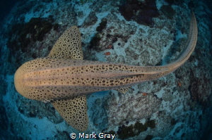 Leopard Shark from above by Mark Gray 